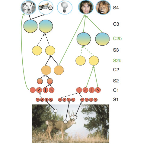 a picture of a deer with a diagram extending above it on visual pathways of the human brain