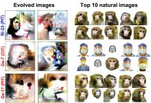   IMAGE: This figure shows natural images (right) and images evolved by neurons in the inferotemporal cortex of a monkey (left). Credit: Ponce, Xiao, and Schade et al./Cell