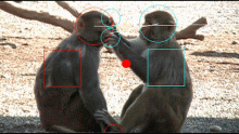 Social interactions of monkeys