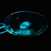 slice of a mouse brain under light blue light