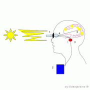 diagram of visual process