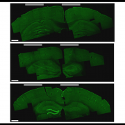 Image from MIT News article