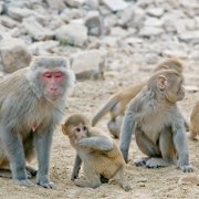 Photo of Rhesus macaque monkeys by Amada44