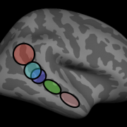 Functional organization of social perception and cognition in the superior temporal sulcus