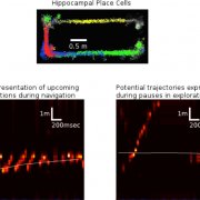 Neural circuits for spatial navigation