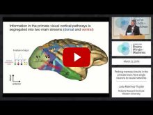 Embedded thumbnail for Probing memory circuits in the primate brain: from single neurons to neural networks