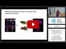 Embedded thumbnail for Exploring how the nervous system produces movement sequences