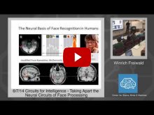 Embedded thumbnail for Winrich Freiwald: Taking Apart the Neural Circuits of Face Processing